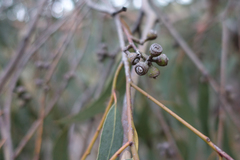 Eucalyptus bridgesiana