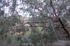 Eucalyptus bridgesiana