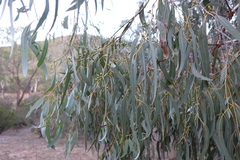 Eucalyptus bridgesiana
