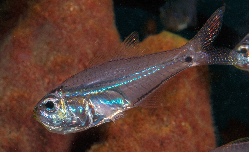 New-Moon Cardinalfish