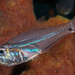 New Moon Cardinalfish - Photo (c) Jim Greenfield, some rights reserved (CC BY-NC), uploaded by Jim Greenfield