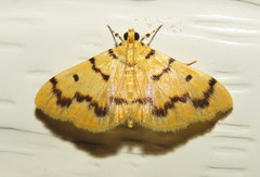 Dichocrocis clytusalis