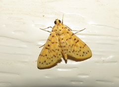 Conogethes