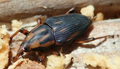 Metamasius hemipterus