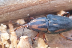 Metamasius hemipterus