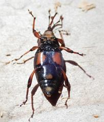 Metamasius hemipterus