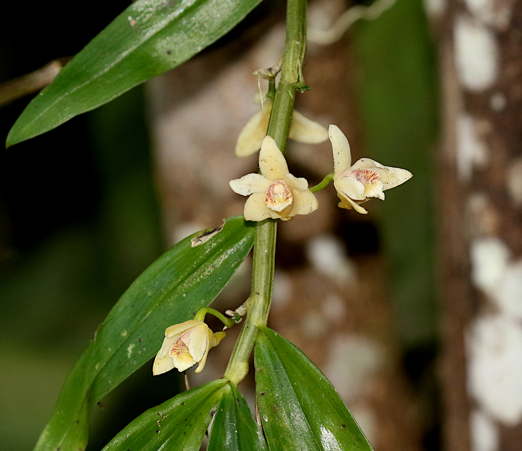 Dendrobium ciliatilabellum Seidenf.