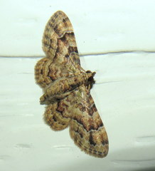 Gymnoscelis lophopus