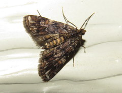 Elophila responsalis