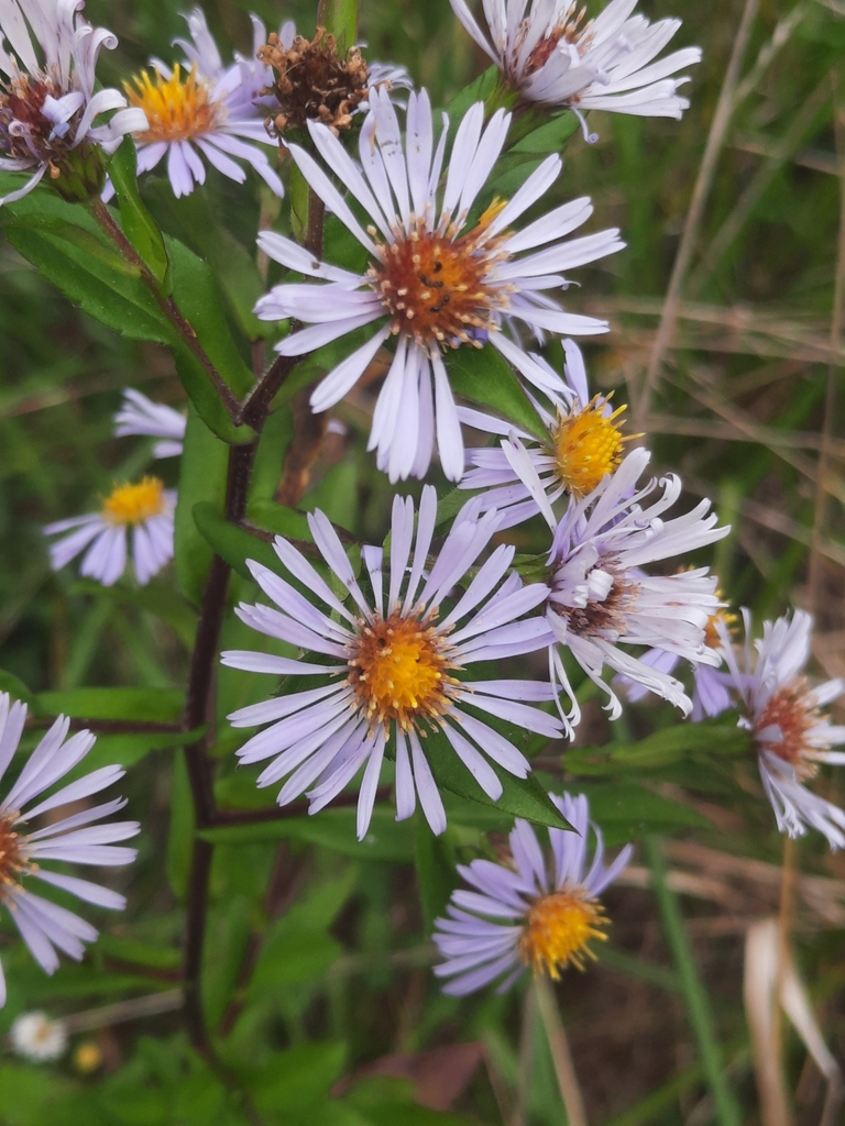 American asters from Jonesborough, TN 37659, USA on October 9, 2023 at ...