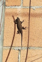 Sceloporus occidentalis