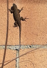 Sceloporus occidentalis