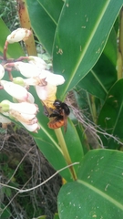 Bombus bicoloratus