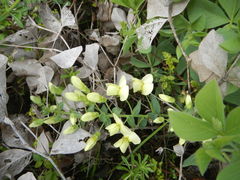 Baptisia bracteata leucophaea