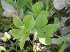 Baptisia bracteata leucophaea