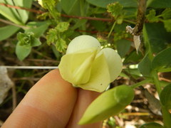 Baptisia bracteata leucophaea