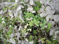 Baptisia bracteata leucophaea