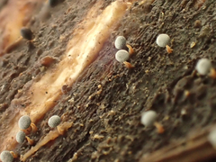 Physarum globuliferum