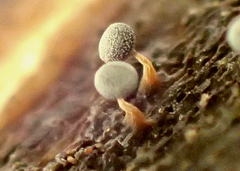 Physarum globuliferum