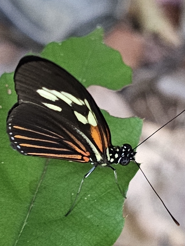 Demeter Longwing