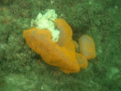 Polycitor giganteus