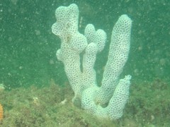 Holopsamma laminaefavosa