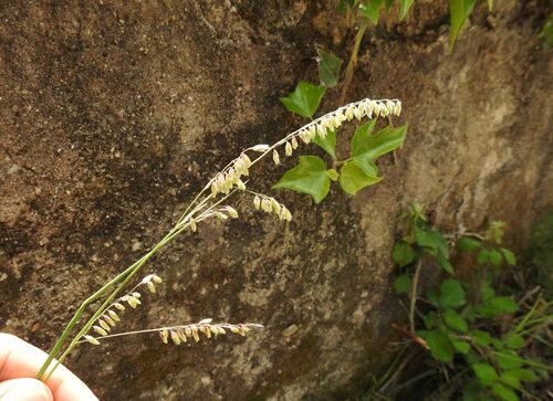 Image of Melica minuta by (c) Yves Bas, some rights reserved (CC BY)