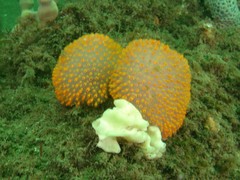 Polycitor giganteus