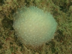 Aplousobranchia