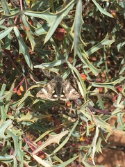 Litocala sexsignata
