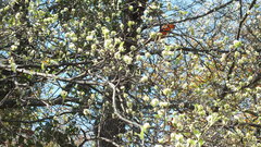 Cornus florida urbiniana