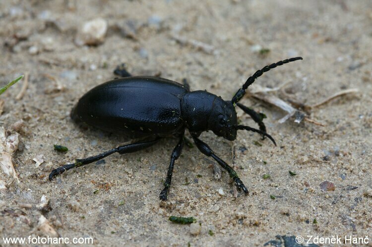 Dorcadion lugubre