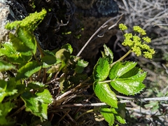Tauschia arguta