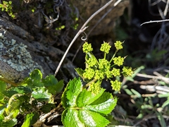 Tauschia arguta