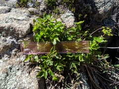 Tauschia arguta