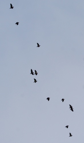 Pione à couronne blanche (Pionus senilis)