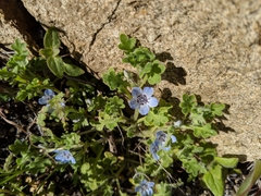 Nemophila menziesii integrifolia