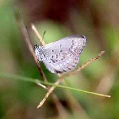 Zizina otis labradus