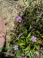 Calandrinia breweri