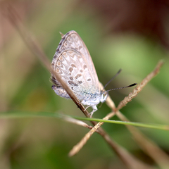 Zizina otis labradus