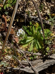 Plagiobothrys collinus