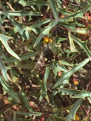 Litocala sexsignata