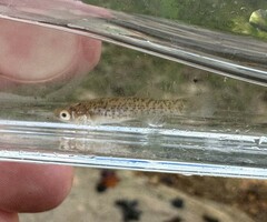 Northern Studfish photo 4