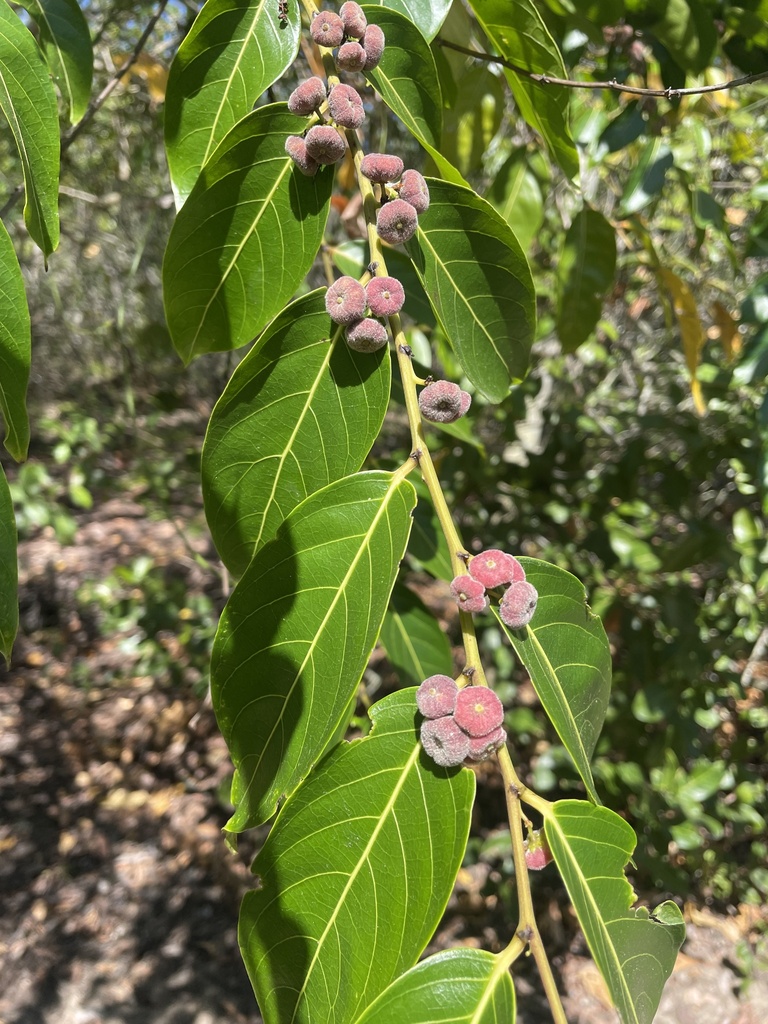 Umbrella Cheese Tree from Peregian Park, Peregian Beach, QLD, AU on