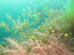 Phyllotricha verruculosa