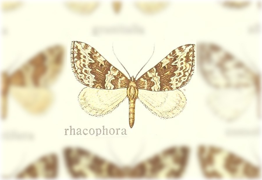 Electrophaes rhacophora