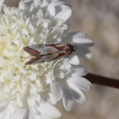 Noctueliopsis aridalis