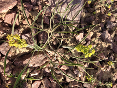 Lomatium triternatum triternatum