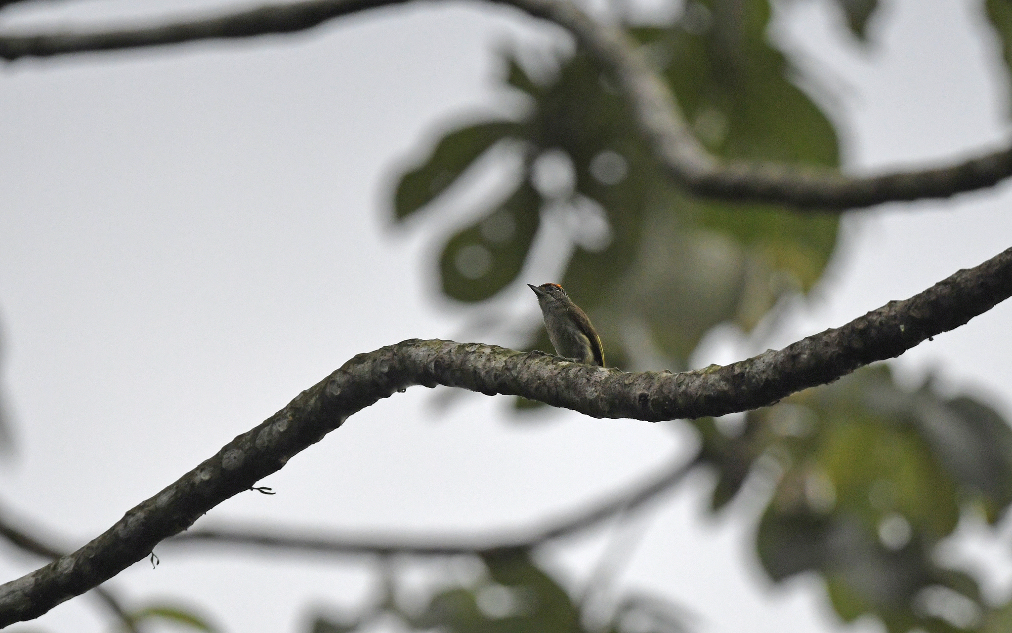 Fine-barred Piculet (Picumnus subtilis), photo 4