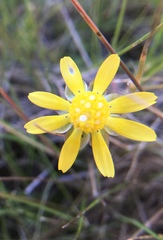 Blennosperma bakeri